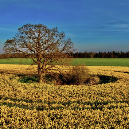 Naturbewusster Ackerbau – Artenvielfalt in der Schaalseeregion